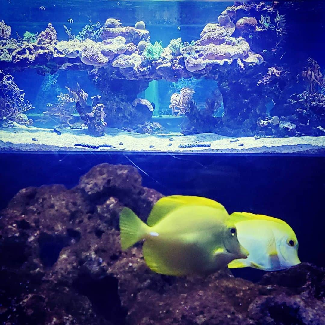 のインスタグラム：「二重水槽の眺め #すみだ水族館 #skytree #tokyo #japan #珊瑚」