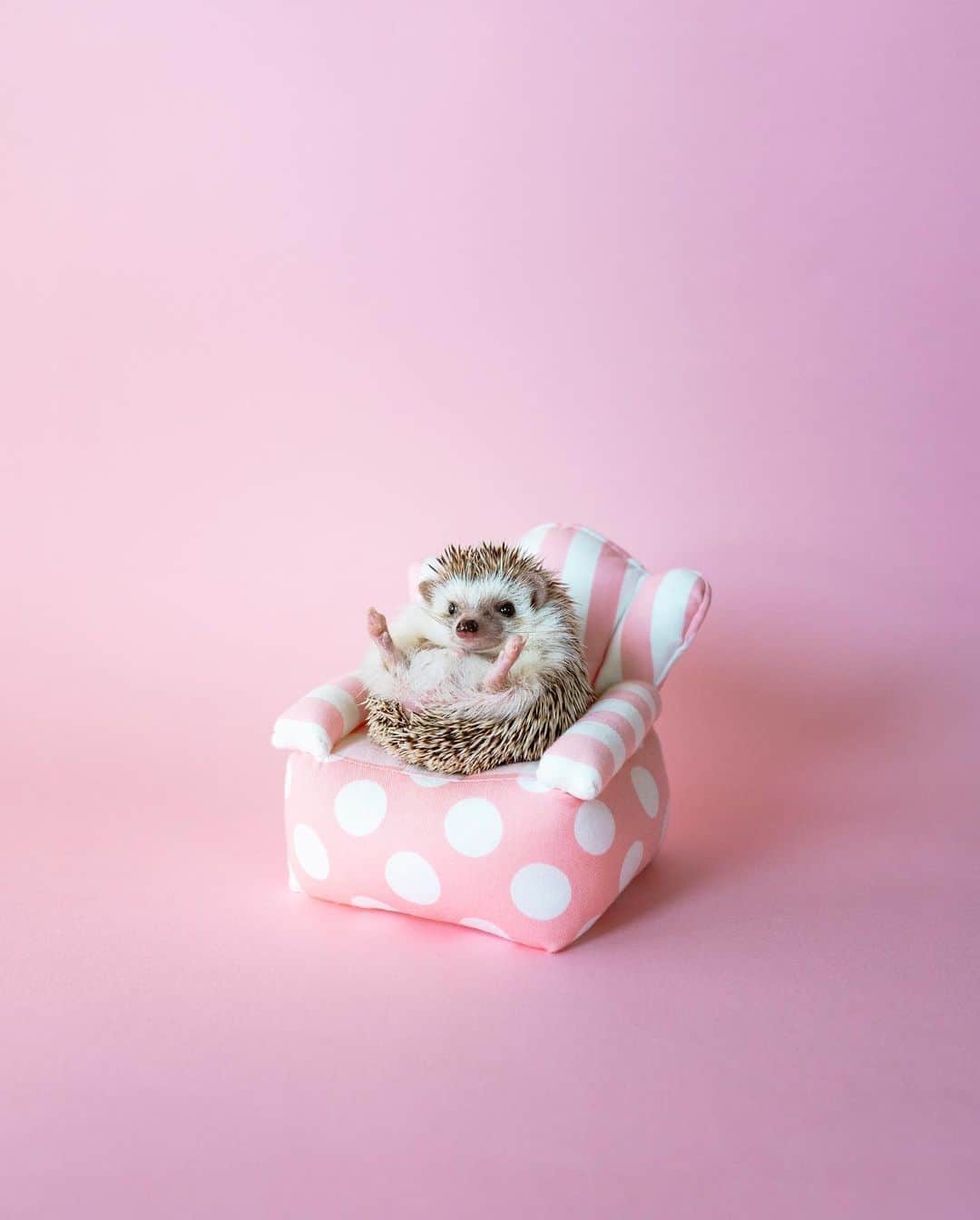 ダーシーのインスタグラム：「Lil Koala🐨💜✨  もうすぐ生後7ヶ月で現在285gなので、このままずっとおちびちゃんぽいです👶  今までの子達とカラーもサイズも違うから新鮮です🦔✨」