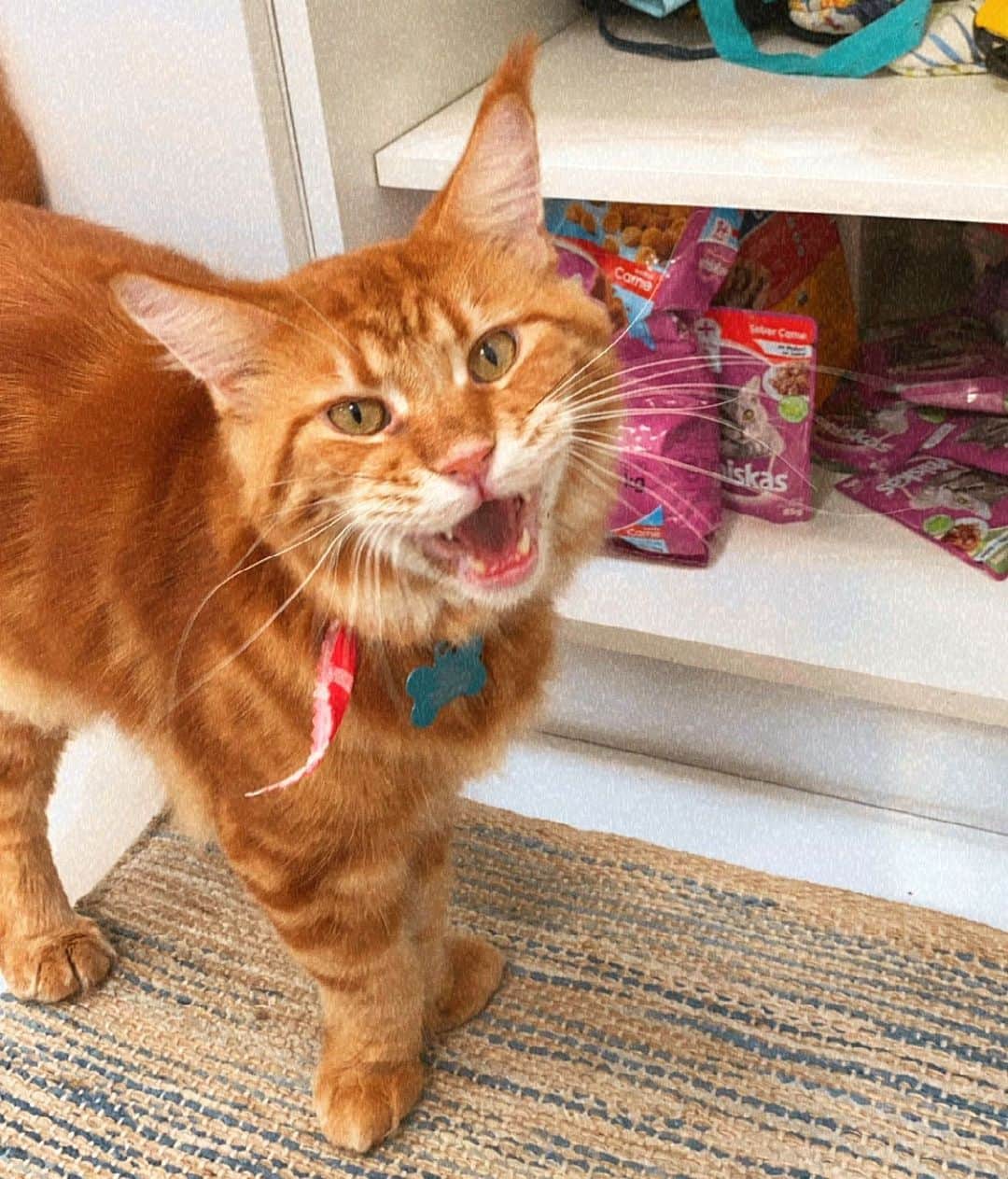 カロライナディークマンのインスタグラム：「💜 o Chilly está louco pelo Whiskas®️ Sachê.  o gato de vocês também gosta? e ele come todos os dias porque neste pacotinho tem todos os nutrientes  que ele precisa para ter uma alimentação saudável.  é a comida predileta dele!!! #ad 💜」