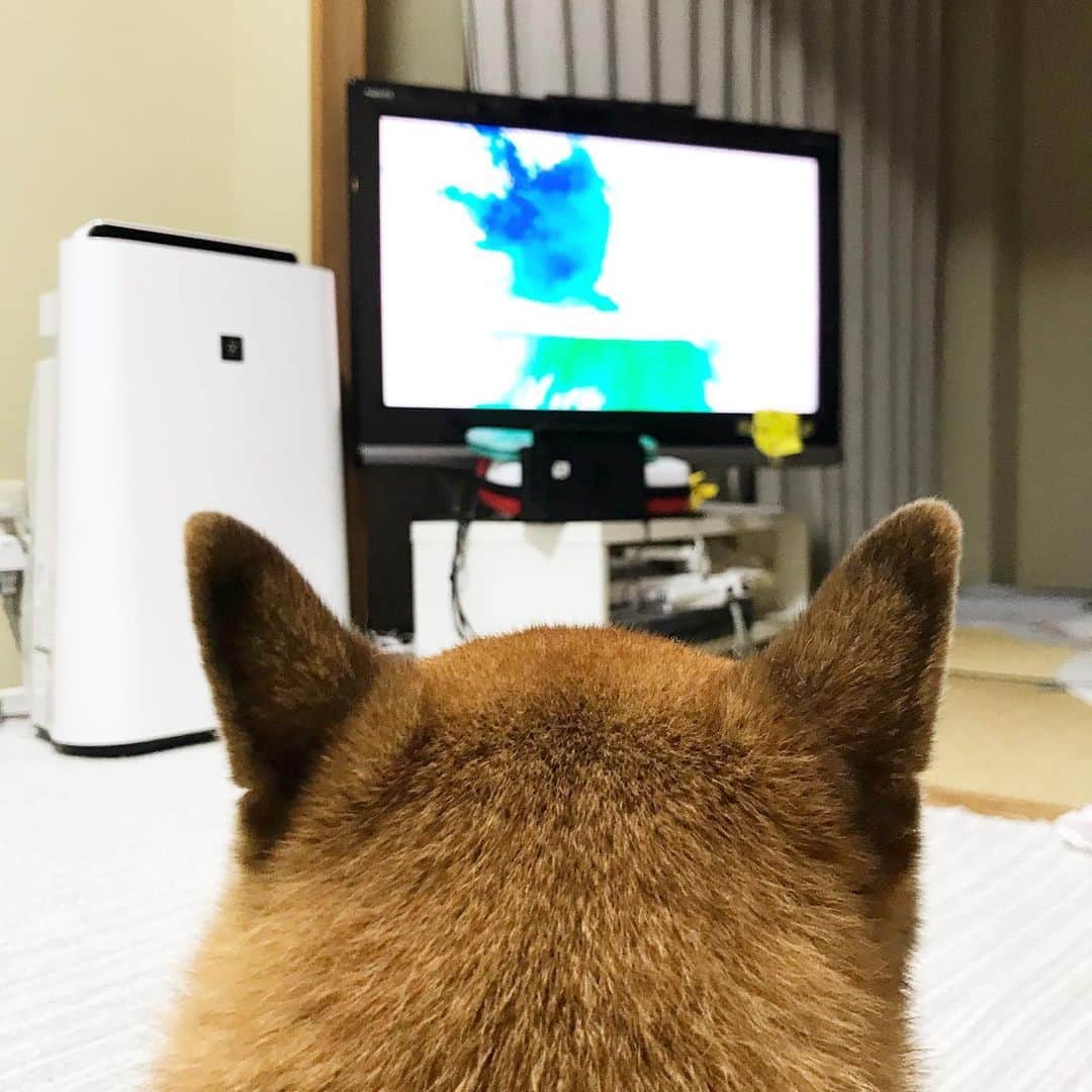 柴犬はなこ Shibainu Hanakoのインスタグラム：「猫特集なTVに釘付け🐶💕 #shiba #dog #shibainu #cat #こーとー部 #柴犬 #犬 #猫　飼ってみたくなってきてるこの頃」