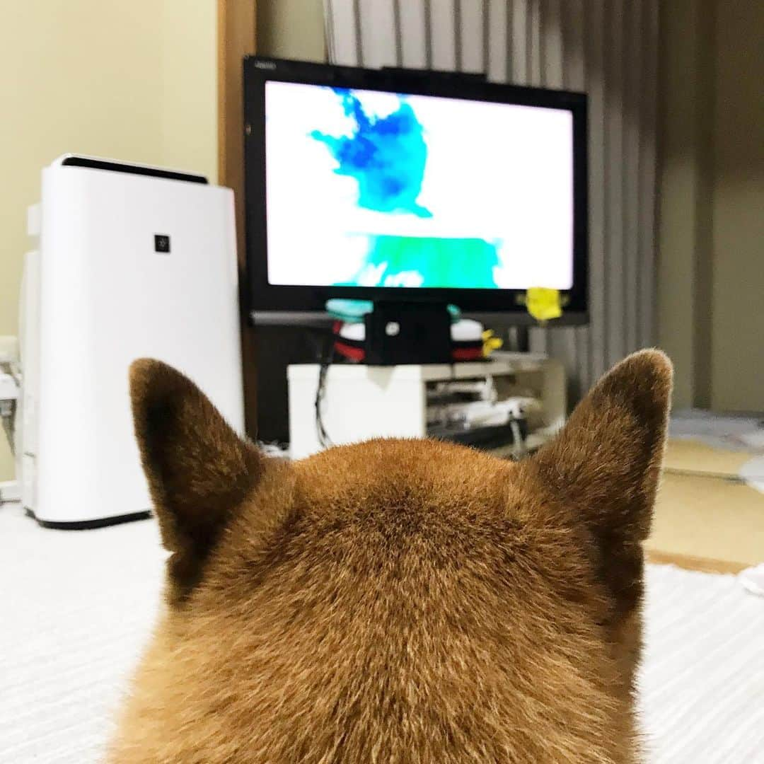 柴犬はなこ Shibainu Hanakoさんのインスタグラム写真 - (柴犬はなこ Shibainu HanakoInstagram)「猫特集なTVに釘付け🐶💕 #shiba #dog #shibainu #cat #こーとー部 #柴犬 #犬 #猫　飼ってみたくなってきてるこの頃」11月18日 22時28分 - kiki_beee