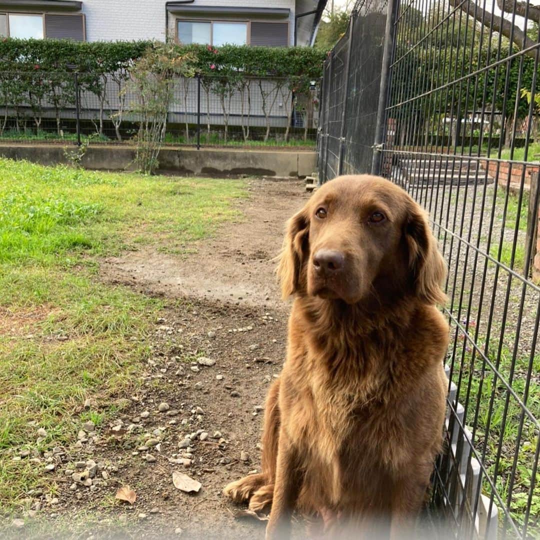 ANNA のインスタグラム：「さっきお母さんに送ってもらったサマーの写真🤎・ ・ 会いた過ぎて死ぬ🙃・ ・ ・ ・ ・ #flatcoatedretriever」