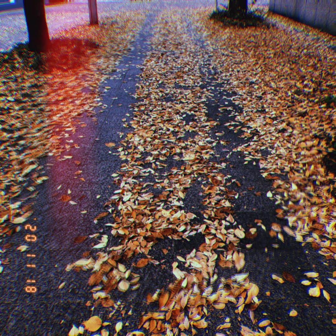 のインスタグラム：「落ち葉の絨毯🍂  みんなが歩くと道ができる☺️  #東海テレビ #アナウンサー #恒川英里」