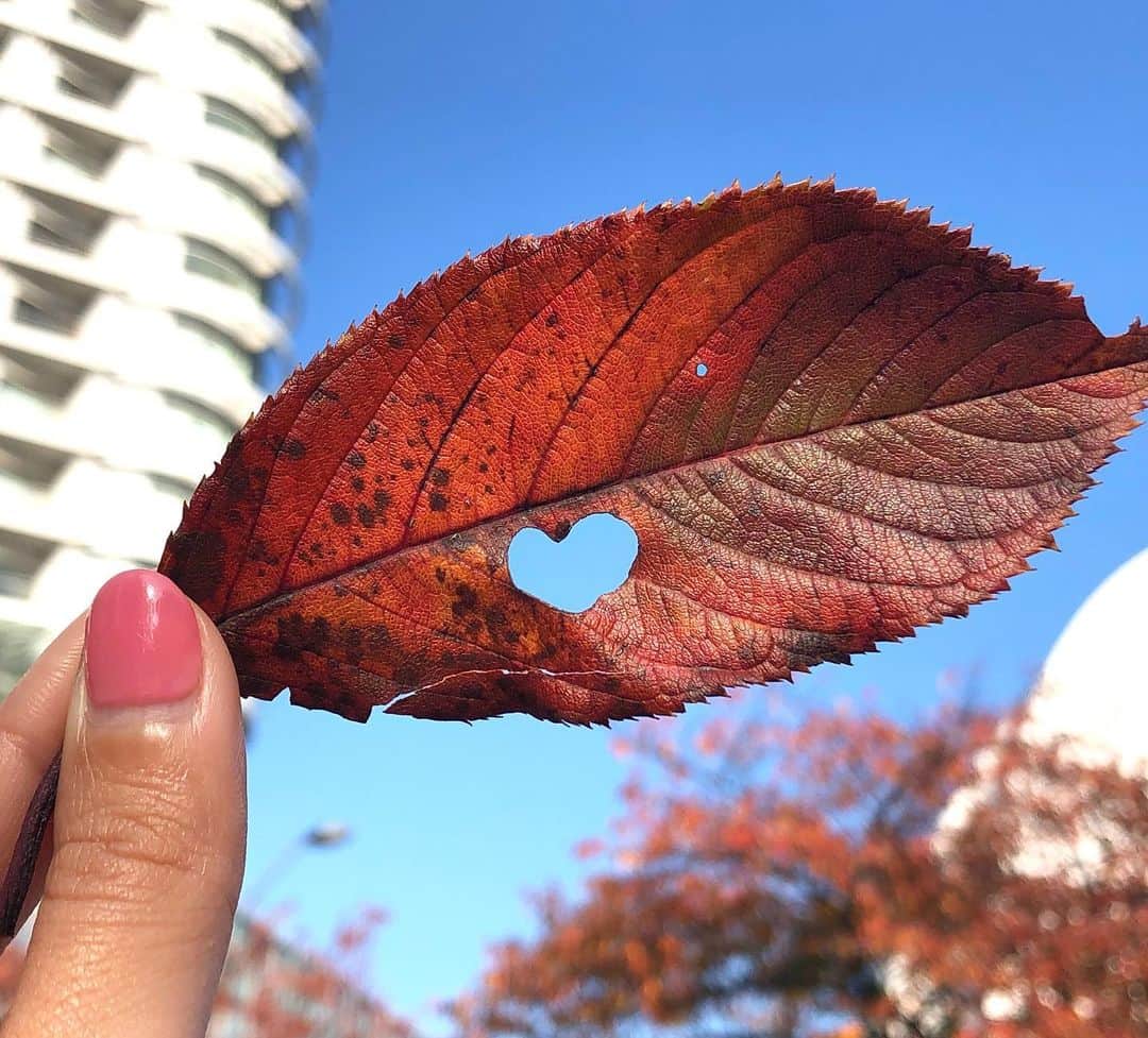 多胡安那のインスタグラム：「ハートの虫食い落ち葉。 #気象予報士 #紅葉シーズン #落ち葉増えてきました」