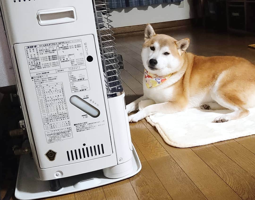 柴犬⭐️サスケのインスタグラム：「こんにちわん #柴犬#赤柴#わんだフォ #犬ら部 #ふわもこ部 #茶助#ストー部 #ストーブ#柴北会 #北海道#pecoいぬ部 #shibagram #shibasnap #shibastagram #🐶#🐶📷 #長男#いぬのいる暮らし」
