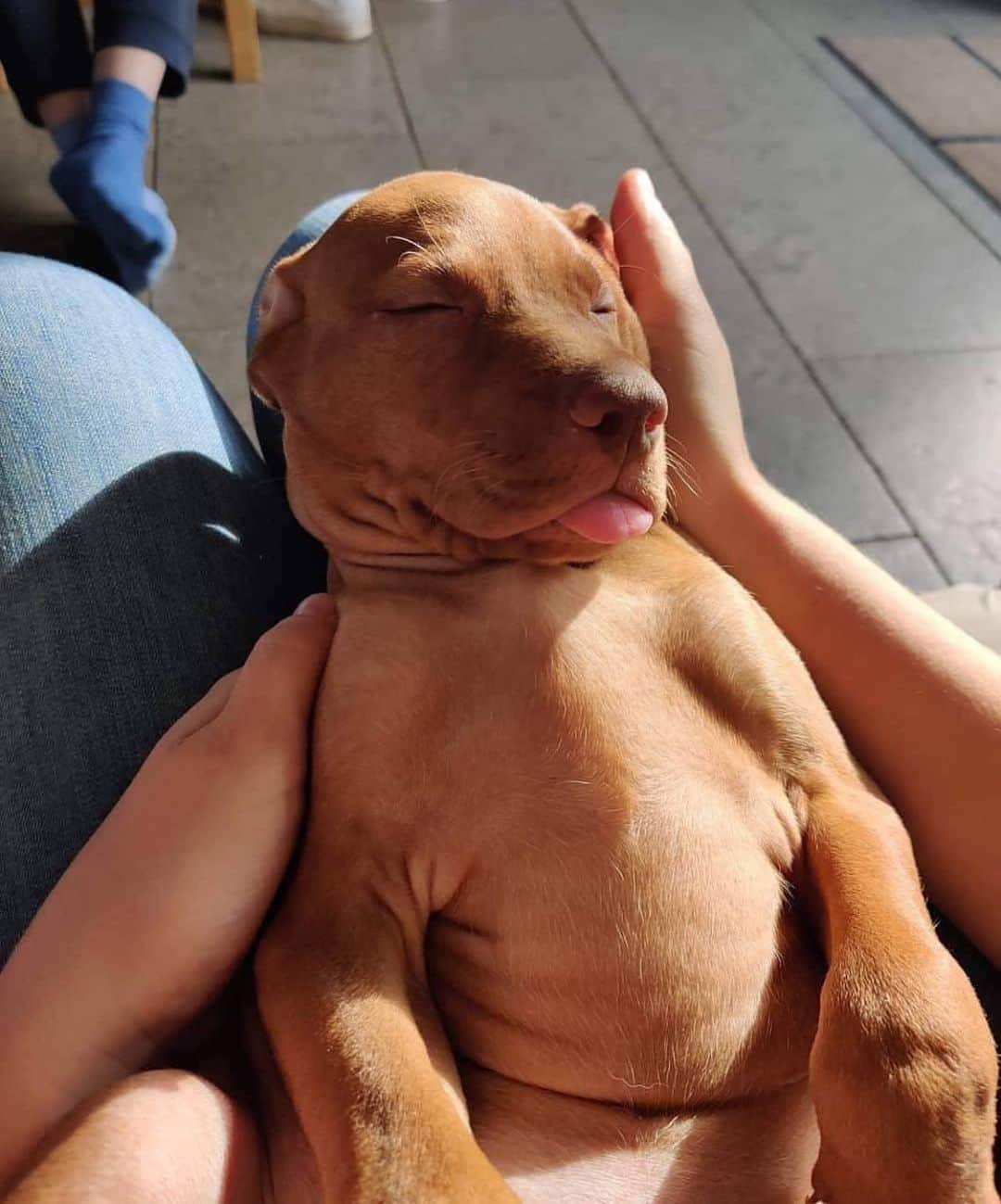animalsさんのインスタグラム写真 - (animalsInstagram)「That tongue though 😭 Photo by: @dylan.the.vizsla  Share this with a friend ❤️」11月18日 14時09分 - babyanmlpics