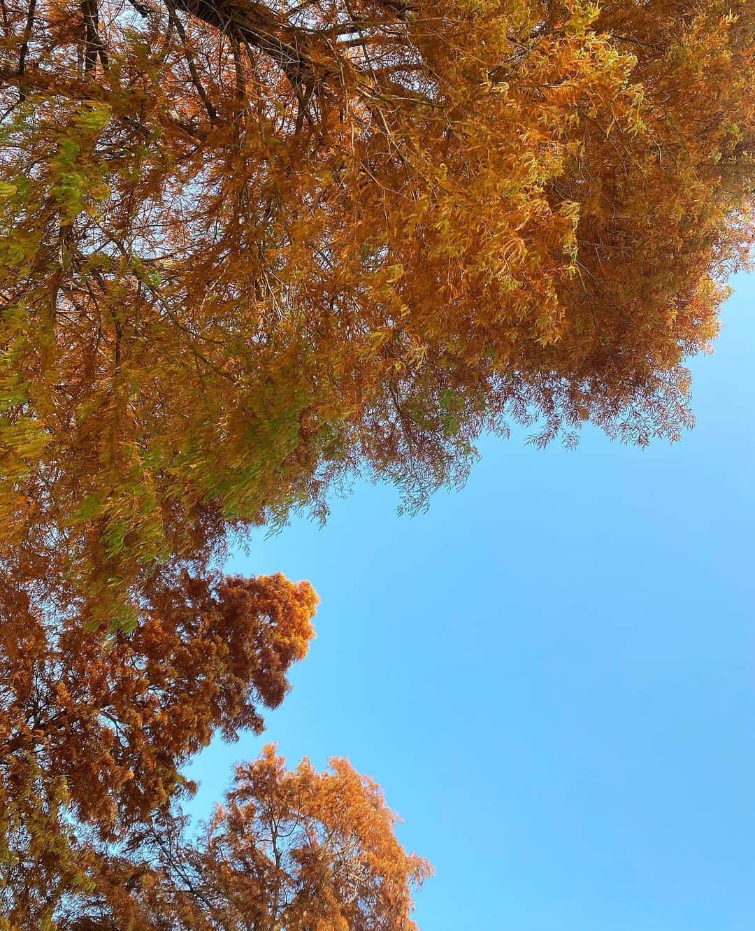 長瀬礼華さんのインスタグラム写真 - (長瀬礼華Instagram)「. 紅葉🍁 . 綺麗なものをいっぱい見て聴いて触って味わって香って 内面から美しくなりたいですね」11月18日 14時11分 - mskokudai20_5