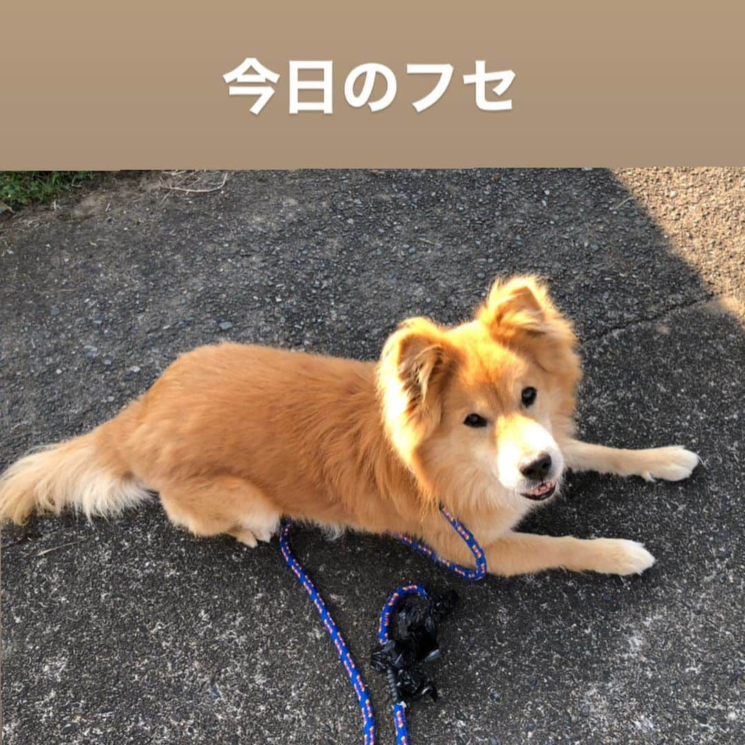 おーせさんのインスタグラム写真 - (おーせInstagram)「フセがさまになってるーー！！感動♡♡  #犬 #dogstagram #中型犬 #ポン太 #長毛犬 #森家のどうぶつ園」11月18日 14時31分 - oosedon