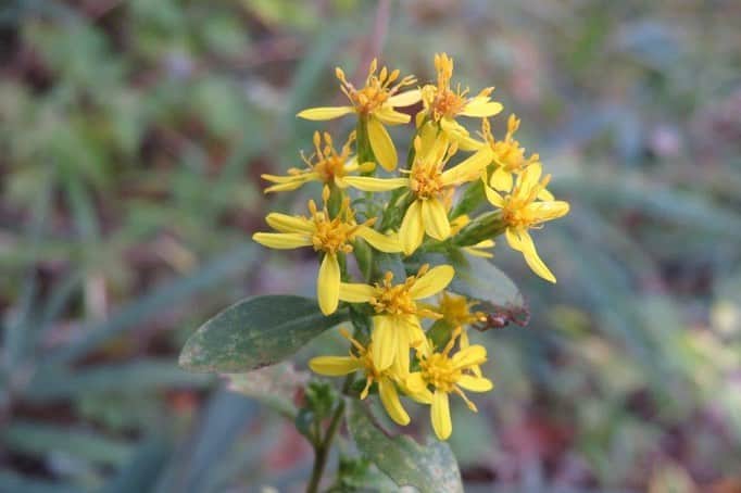 のインスタグラム：「Campus Seasonal Photos November ❷ 丹木の歳時記　霧月二 ⑴ European goldenrod・秋の麒麟草(アキノキリンソウ) ⑵ Lactuca denticulata・薬師草(ヤクシソウ) ⑶ Eurema mandarina・キタキチョウ ⑷ Narathura japonica・ムラサキシジミ ⑸ Ypthima baldus・ヒメウラナミジャノメ ⑹ Pale grass blue・ヤマトシジミ ⑺ Sympetrum eroticum eroticum・マユタテアカネ ⑻ Japanese beautyberry・紫式部(ムラサキシキブ) ⑼ Blackberry lily・檜扇(ヒオウギ) ⑽ Honey fungus・ナラタケ #discoversoka #sodaigram #sokauniversity #hachioji #universityintokyo #campuslife #universitystudent #naturephotograpy #environmental #november2020 #fall2020 #autumn2020 #創価大学 #八王子 #東京にある大学 #キャンパス #学生 #11月 #秋2020 #霜月 #色 #自然豊かな場所 #勉強しやすい環境」