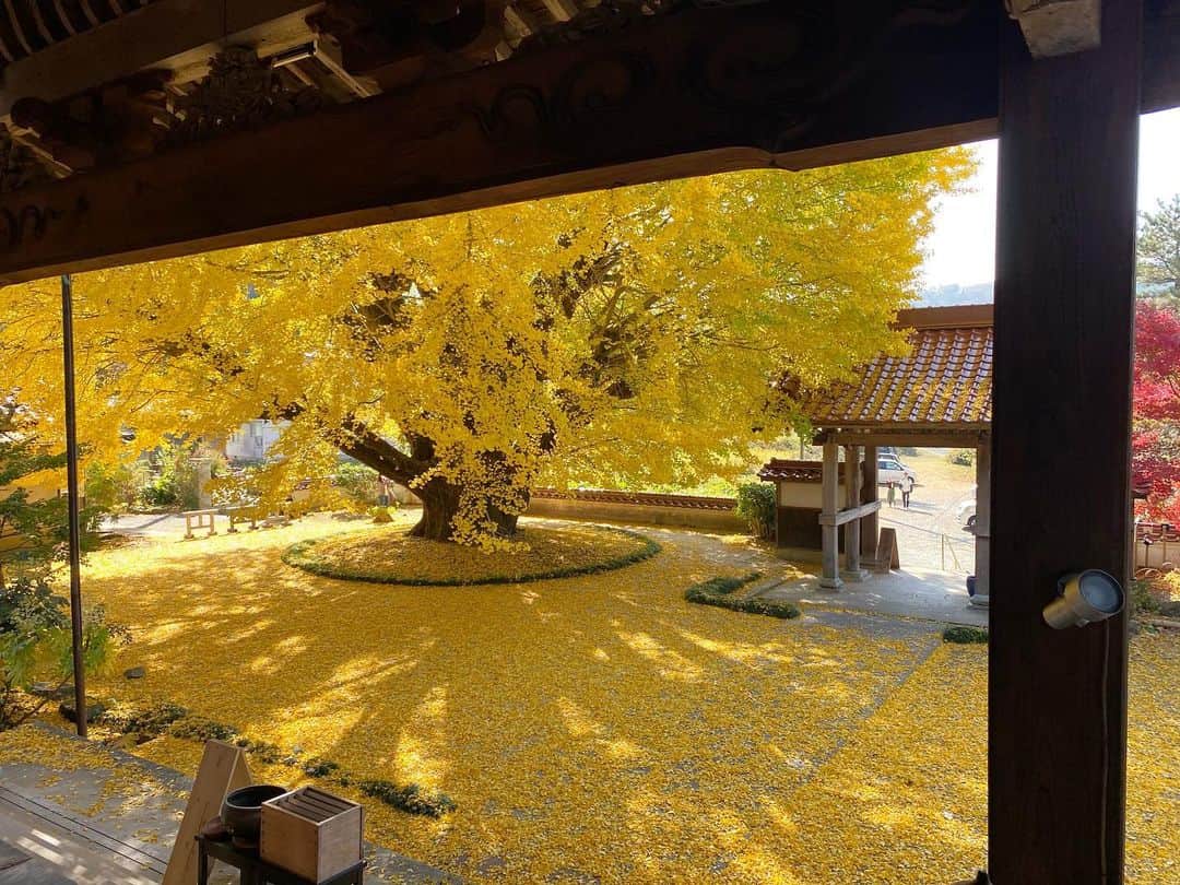 がんちゃんさんのインスタグラム写真 - (がんちゃんInstagram)「大田市三瓶町池田の　#浄善寺　の大銀杏　を見てきました。ちょうど見頃で、見事な枝ぶりと、黄色い絨毯が圧巻の景色でした💕」11月18日 15時19分 - kota2ann