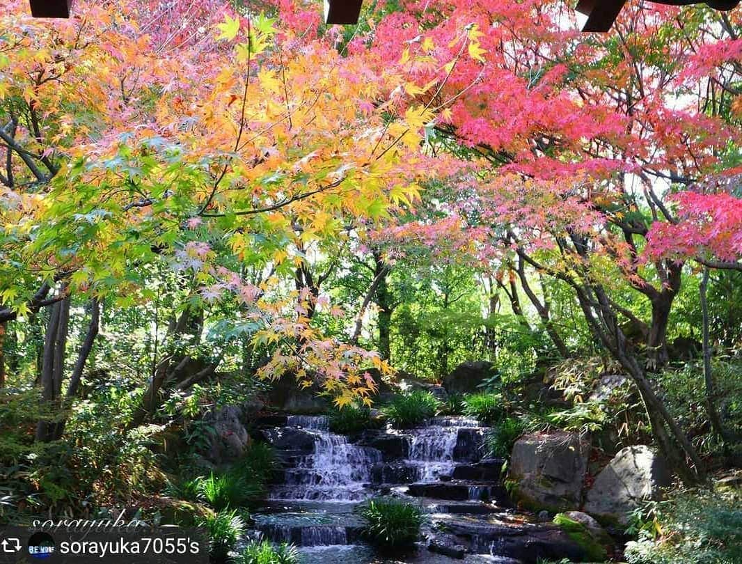 兵庫県さんのインスタグラム写真 - (兵庫県Instagram)「兵庫県公式インスタグラム『love_hyogo』です。  love_hyogoでは皆さんが#lovehyogo のハッシュタグを付けて投稿していただいた写真を紹介をさせていただきます。  本日のピックアップは @sorayuka7055さんのお写真です👑 ハッシュタグをつけての投稿ありがとうございます🙏  写真は、姫路市にある『姫路城西御屋敷跡庭園 好古園』での一枚です。📷  水の流れを覆うように緑の庭園に鮮やかな彩りを放つ紅葉🍁🌿 見ているだけでも心が華やいでくるようですね❗💕  こちらは姫路城を借景に、城の西側にあった武家屋敷の跡地に造られた日本庭園。園内は、9つの趣きの異なった庭園群で構成されていて、江戸時代の建築を再現した門や塀さらには御屋敷を結ぶ渡り廊下など江戸時代を彷彿とさせる雰囲気を味わえます。写真もその渡り廊下からの眺めです。😁🎶  好古園では、11月20日㈮〜12月6日㈰までライトアップ『紅葉会(もみじえ)』が開催され、昼間とは異なった神秘的な景観を楽しむことができます。今年は期間中連日ライトアップされます👌✨  夜は冷え込みますので、暖かい服装でお出かけくださいね👟🌿  兵庫にまつわる投稿は#lovehyogo のハッシュタグをお願いします👈  #兵庫県#兵庫#lovehyogo#love_hyogo#photooftheday#followme#姫路市#好古園 #日本庭園#紅葉 #紅葉会#紅葉ライトアップ#姫路城西御屋敷跡庭園 #自慢したい兵庫の景色   −−−−−−−−−−−−−−−−−−−−−−−−−−−−−−−−−−−−−−−−−−−−−−−−−−−−−−−− 兵庫県では、新型コロナウイルス感染拡大を予防する『ひょうごスタイル』（📍3密（密閉、密集、密接）の回避📍身体的距離の確保📍マスクの着用等）の推進のご協力をお願いしています。」11月18日 15時27分 - love_hyogo