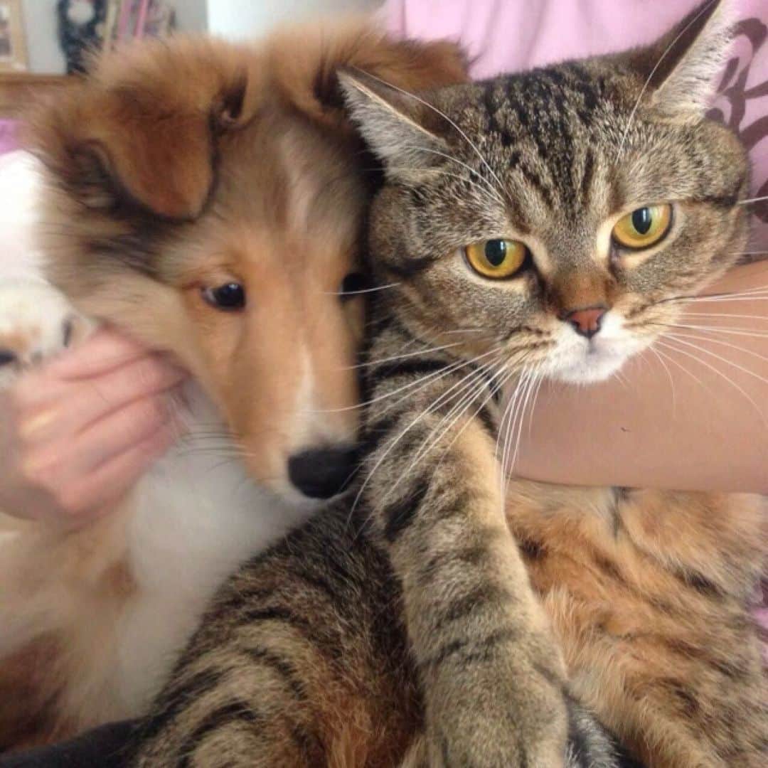 藤本かえでのインスタグラム：「懐かしいーーー写真を見つけたので載せます🐶🐱  すっごい昔に載せたことあるかもですが、、  アランとプリンの小さいとき！ 可愛すぎるー。 こんなに癒しそのものの生物がこの世にいるのかってくらい可愛い🥺✨  4枚目のプリン🐱の顔🤣🤣笑  #シェルティ #シェルティー #シェットランドシープドッグ #スコティッシュフォールド #耳立ちスコティッシュ  #犬猫多頭飼い」