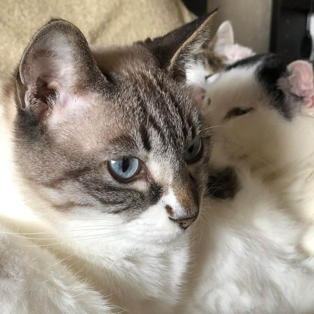 町田康のインスタグラム：「俺はミュージシャンになりたい。」