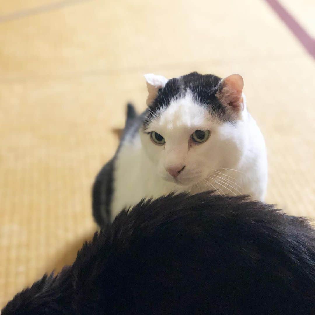 町田康のインスタグラム：「すごい。」