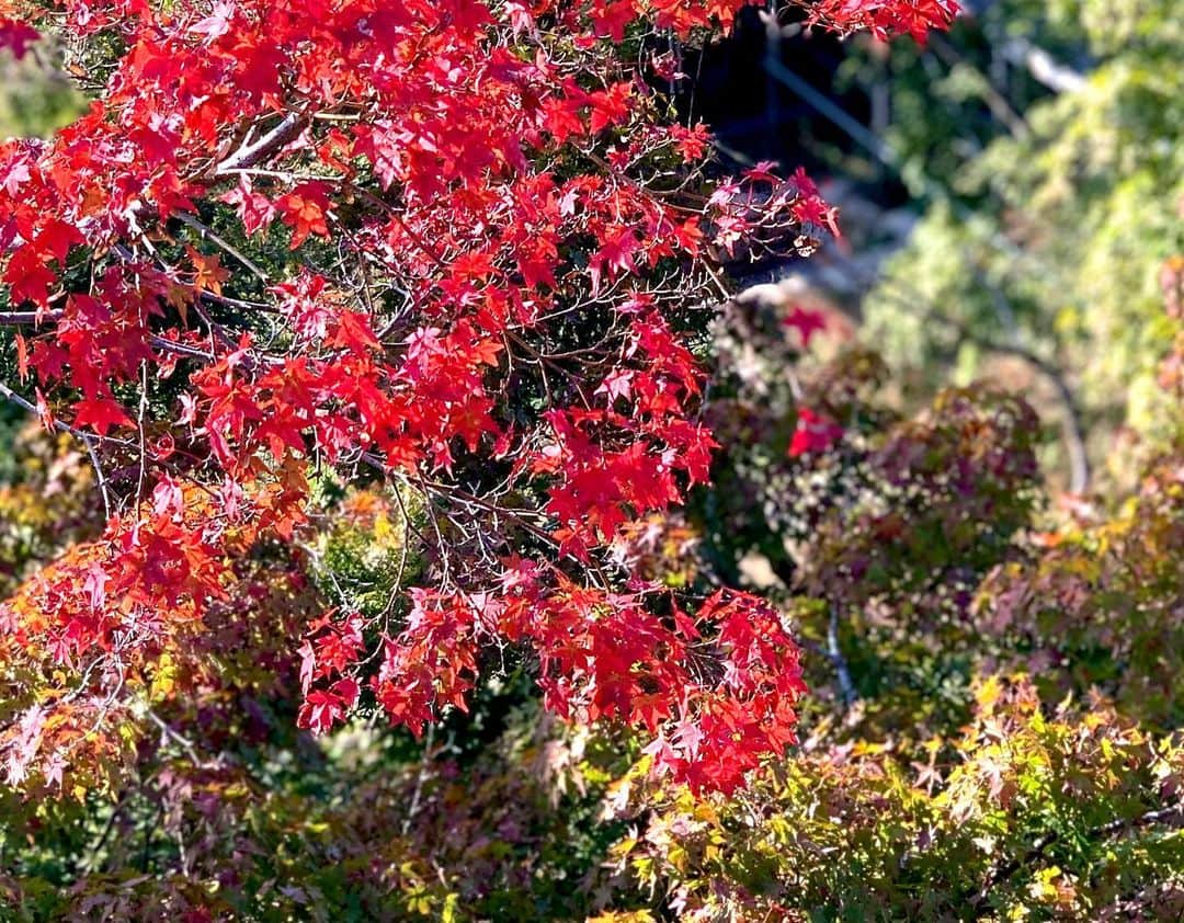 喜多乃愛さんのインスタグラム写真 - (喜多乃愛Instagram)「⭐ 紅葉がきれい🍁 空気もおいしかったなー。 この季節のスーッと差し込むようなお日様に 心がチャージされる感覚、好き  #秋」11月18日 15時50分 - kitanoa_official