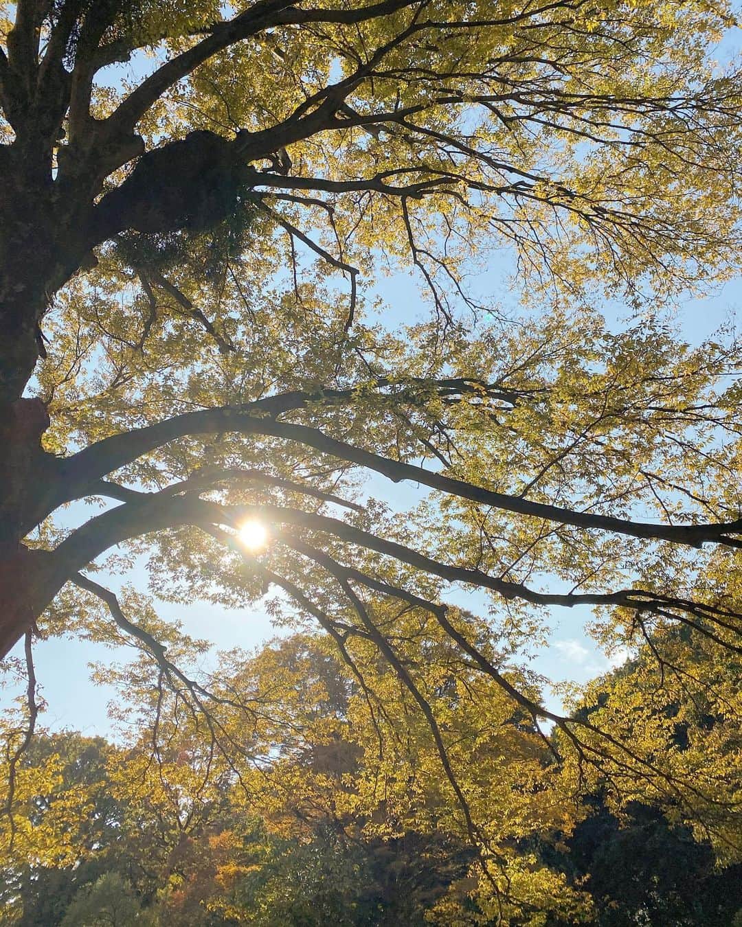 林弓束さんのインスタグラム写真 - (林弓束Instagram)「. 今日もとってもいいお天気でした🌞 11月入ってからいい天気が続いていてお散歩がとても気持ち良いです❣️ 写真は今日じゃなくて週末のですが、落ち葉のじゅうたんに、キラキラ太陽、秋色に染まった木々、今しか見れないこの風景本当に最高でした🍁🌾🌰🍠 食欲の秋、芸術の秋、読書の秋、運動の秋、みんなはどんな秋をすごしてますか？🍁😄 . . . #秋 #秋の景色 #秋景色 #令和ベビー #ベビスタグラム  #令和2年ベビー #新米ママ #初産 #初ママ #女の子ママ #女の子ベビー #乳児 #赤ちゃん #赤ちゃんのいる暮らし #赤ちゃんのいる生活  #6ヶ月ベビー #生後6ヶ月 #6ヶ月 #5月生まれ#2020年5月生まれ #ママと娘 #母娘 #親子」11月18日 16時15分 - hayashiyuzuka