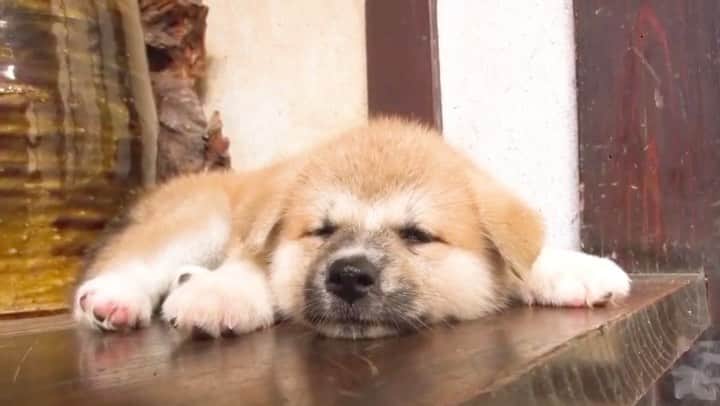 天才！志村どうぶつ園のインスタグラム