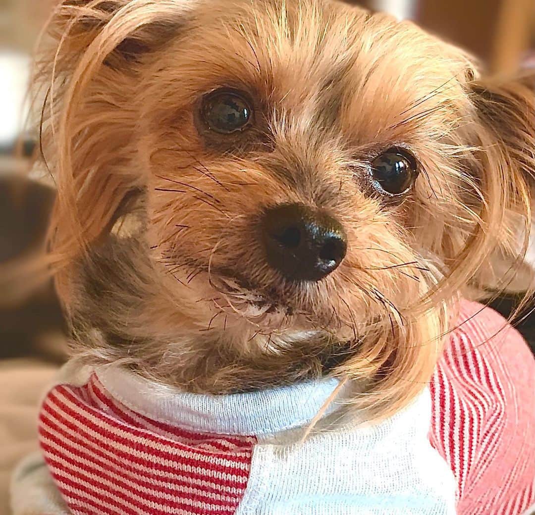 太田忍のインスタグラム：「愛犬ピーチ8歳♀ #ヨークシャテリア #ヨーキー  #愛犬のいる生活」