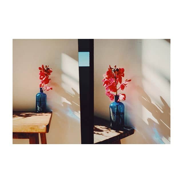 宇藤えみさんのインスタグラム写真 - (宇藤えみInstagram)「影が好きなんです。 花器は昔の薬瓶。 #暮らしの記録」11月18日 16時41分 - emiuto