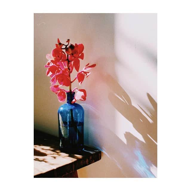 のインスタグラム：「影が好きなんです。 花器は昔の薬瓶。 #暮らしの記録」