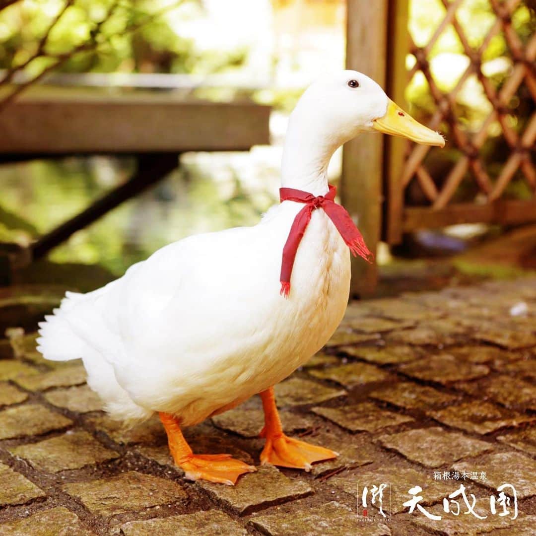 【公式】箱根湯本温泉 天成園のインスタグラム