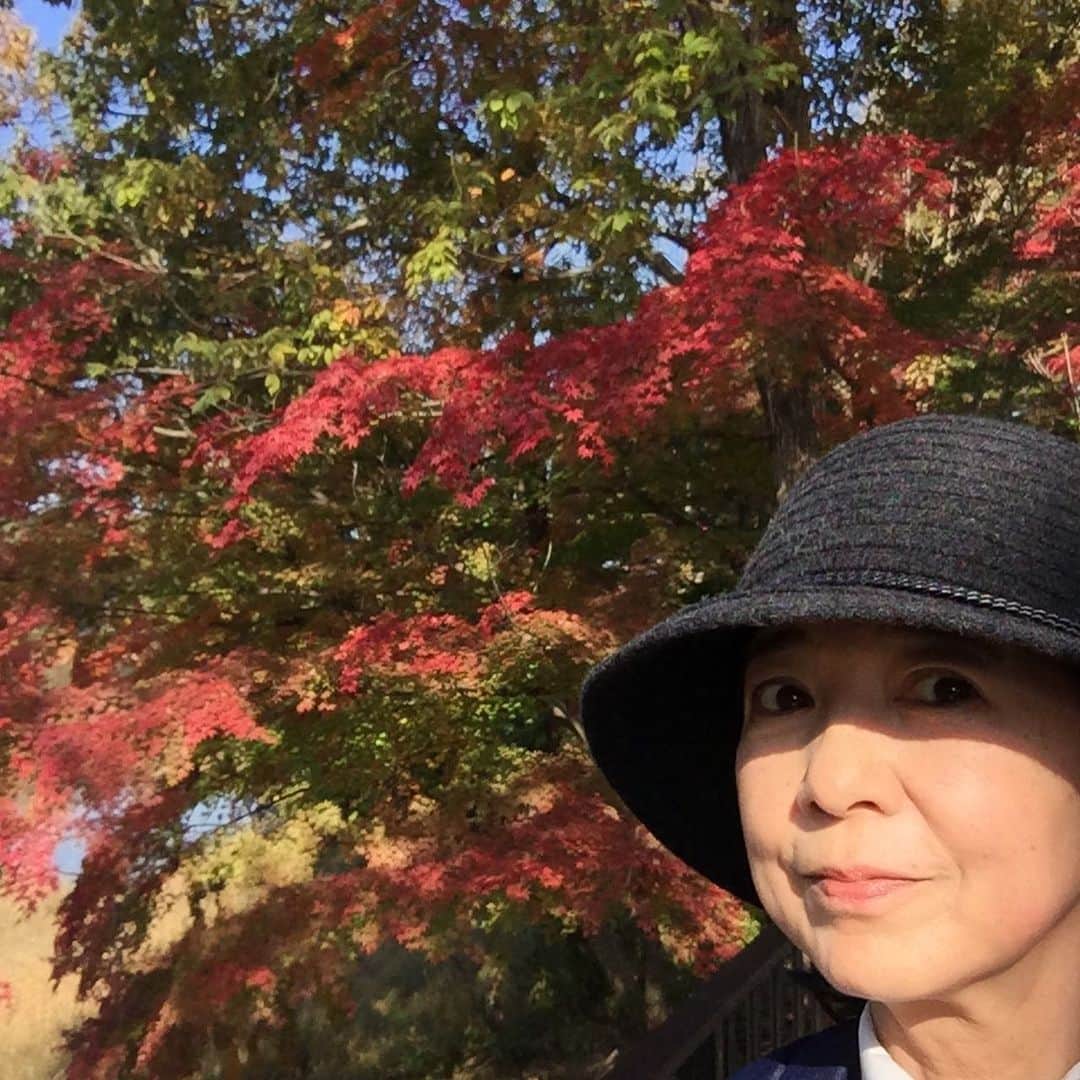 宮崎美子さんのインスタグラム写真 - (宮崎美子Instagram)「先日、何故か行かなくてはいけないという気持ちになりムーミンバレーパークに行って来ました。 紅葉が🍁美しく、のんびり出来ました。  今晩のyoutubeもそんな🍁銀杏の話です。  最後まで見ていただくと、銀杏って何？が分かるかもしれません。 是非、ご覧ください。  #紅葉 #ムーミンバレーパーク #ムーミン #いちょう #ぎんなん #西武鉄道 #laview」11月18日 16時53分 - miyazakiyoshiko.official