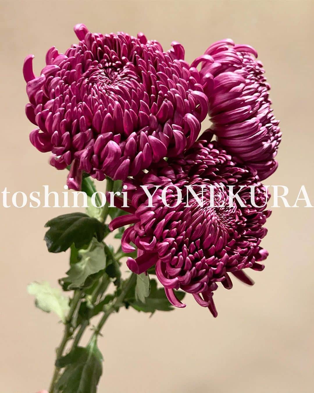 米倉利紀さんのインスタグラム写真 - (米倉利紀Instagram)「flowers of this week #男花 #花のある生活」11月18日 17時52分 - toshi_yonekura