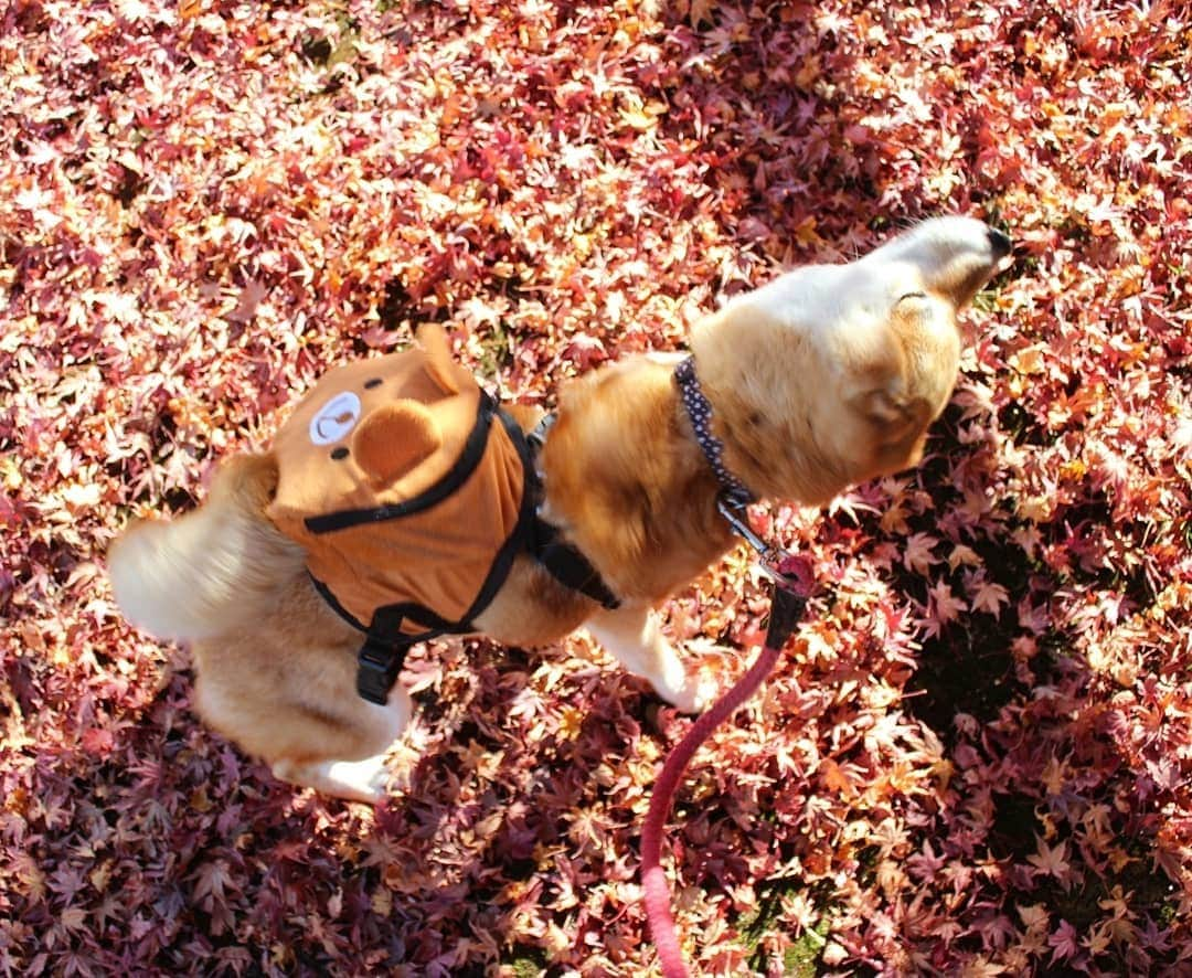 柴犬たま Shibainu Tamaさんのインスタグラム写真 - (柴犬たま Shibainu TamaInstagram)「紅葉写真🍁⑥  くまちゃんリュックお構いなしに柴ドリル‼️(笑)  Caption trans🇬🇧 She doesn't care if the bear's backpack is in disarray as she does her shibe drill(shiba drill)‼lol  #たま家族 #柴犬ミケ #ミケママ #お出掛け #くまちゃんリュック #紅葉 #紅葉シーズン #もみじ #紅葉狩り #永遠のキッズ #柴ドリル #shibedrill #shibadrill #後頭部フェチ #愛らぶ後頭部 #柴犬 #shiba #shibainu #shibastagram #犬 #dog」11月18日 17時56分 - tama7653