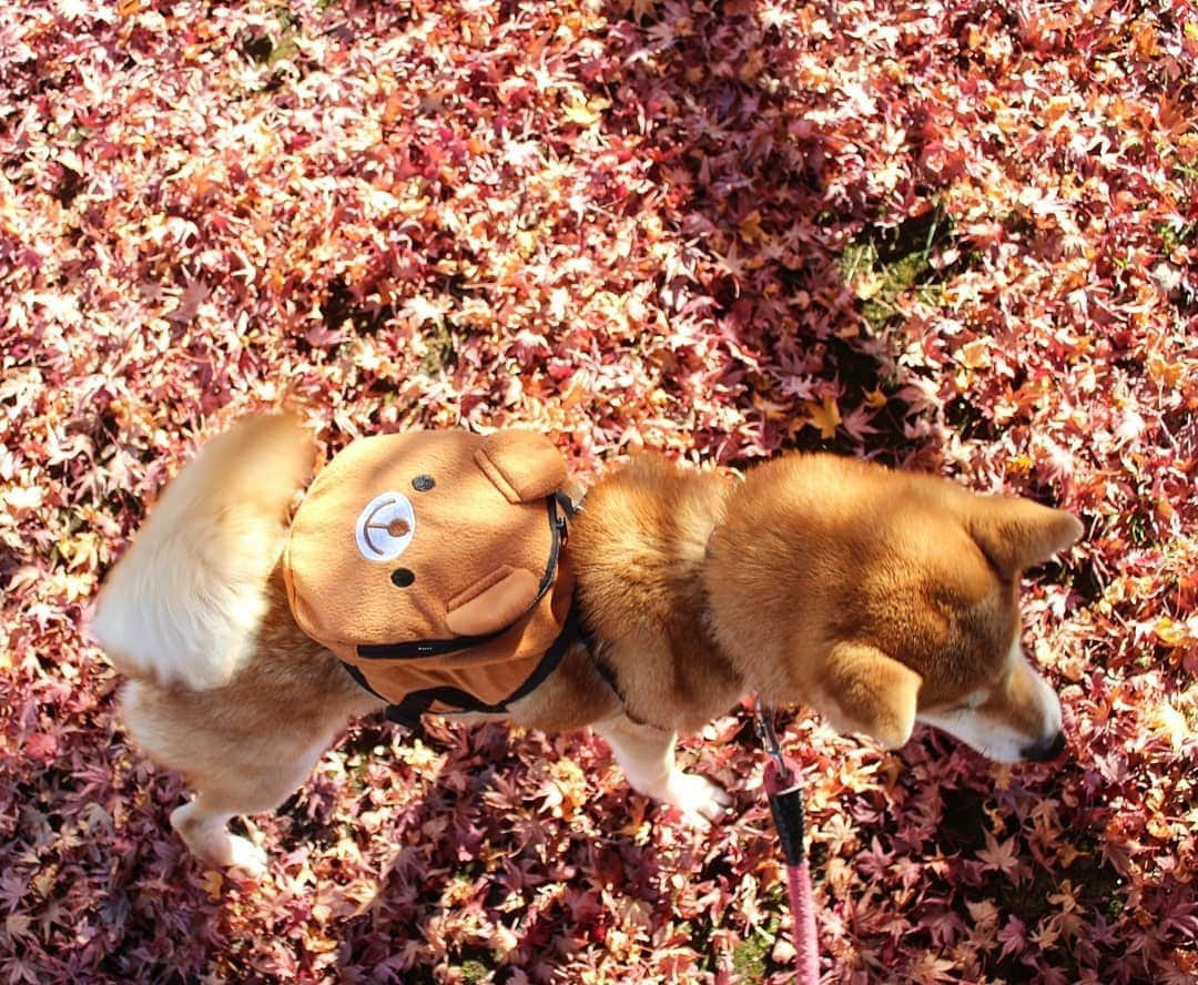 柴犬たま Shibainu Tamaさんのインスタグラム写真 - (柴犬たま Shibainu TamaInstagram)「紅葉写真🍁⑥  くまちゃんリュックお構いなしに柴ドリル‼️(笑)  Caption trans🇬🇧 She doesn't care if the bear's backpack is in disarray as she does her shibe drill(shiba drill)‼lol  #たま家族 #柴犬ミケ #ミケママ #お出掛け #くまちゃんリュック #紅葉 #紅葉シーズン #もみじ #紅葉狩り #永遠のキッズ #柴ドリル #shibedrill #shibadrill #後頭部フェチ #愛らぶ後頭部 #柴犬 #shiba #shibainu #shibastagram #犬 #dog」11月18日 17時56分 - tama7653