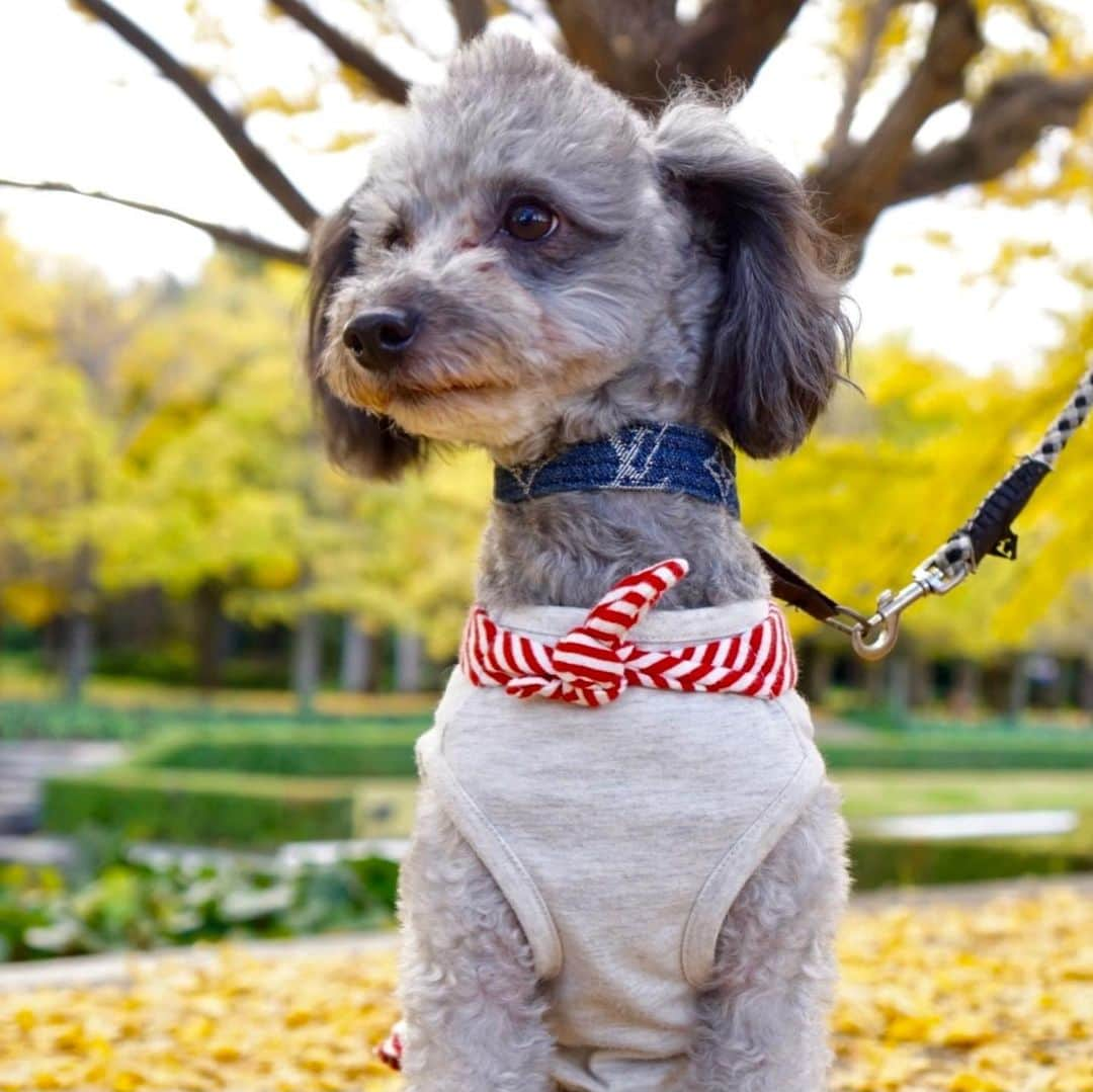 河崎良侑のインスタグラム：「昭和記念公園🍁  #ドッグラン #ワンコのいる生活  #愛犬 #トイプードル  #タイニープードル  #joyrich #ジョイリッチ」