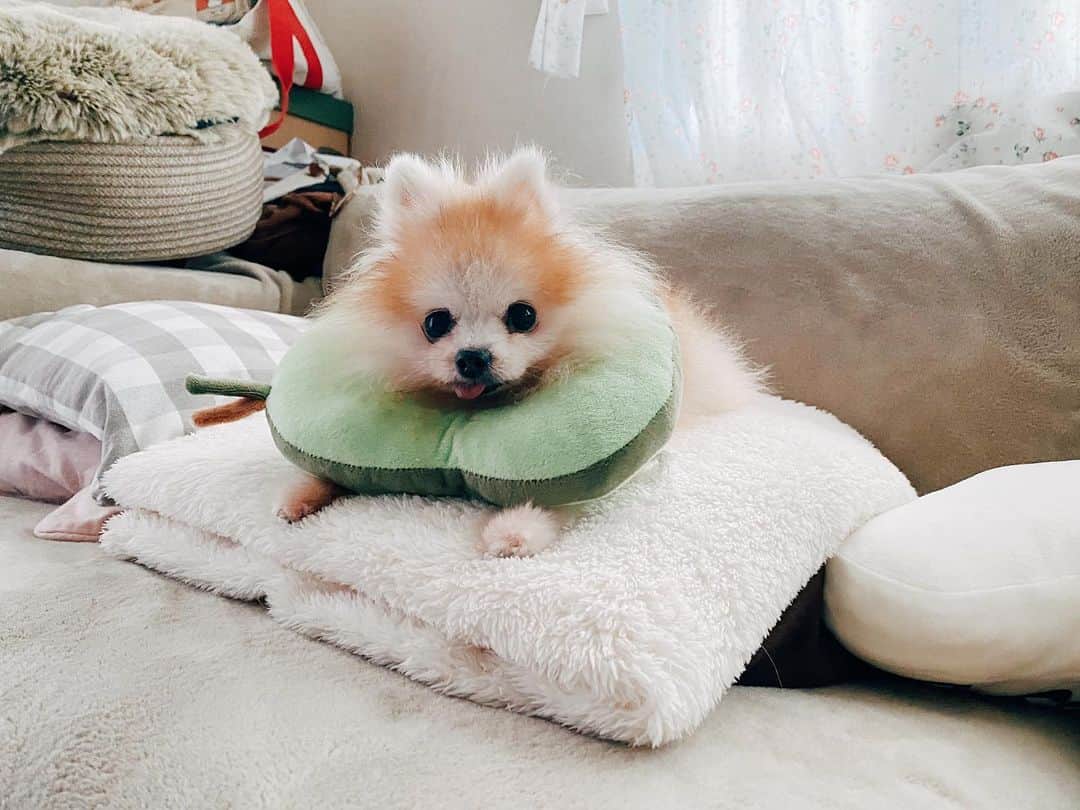 r_oseのインスタグラム：「🍐 or 🥑〰️」