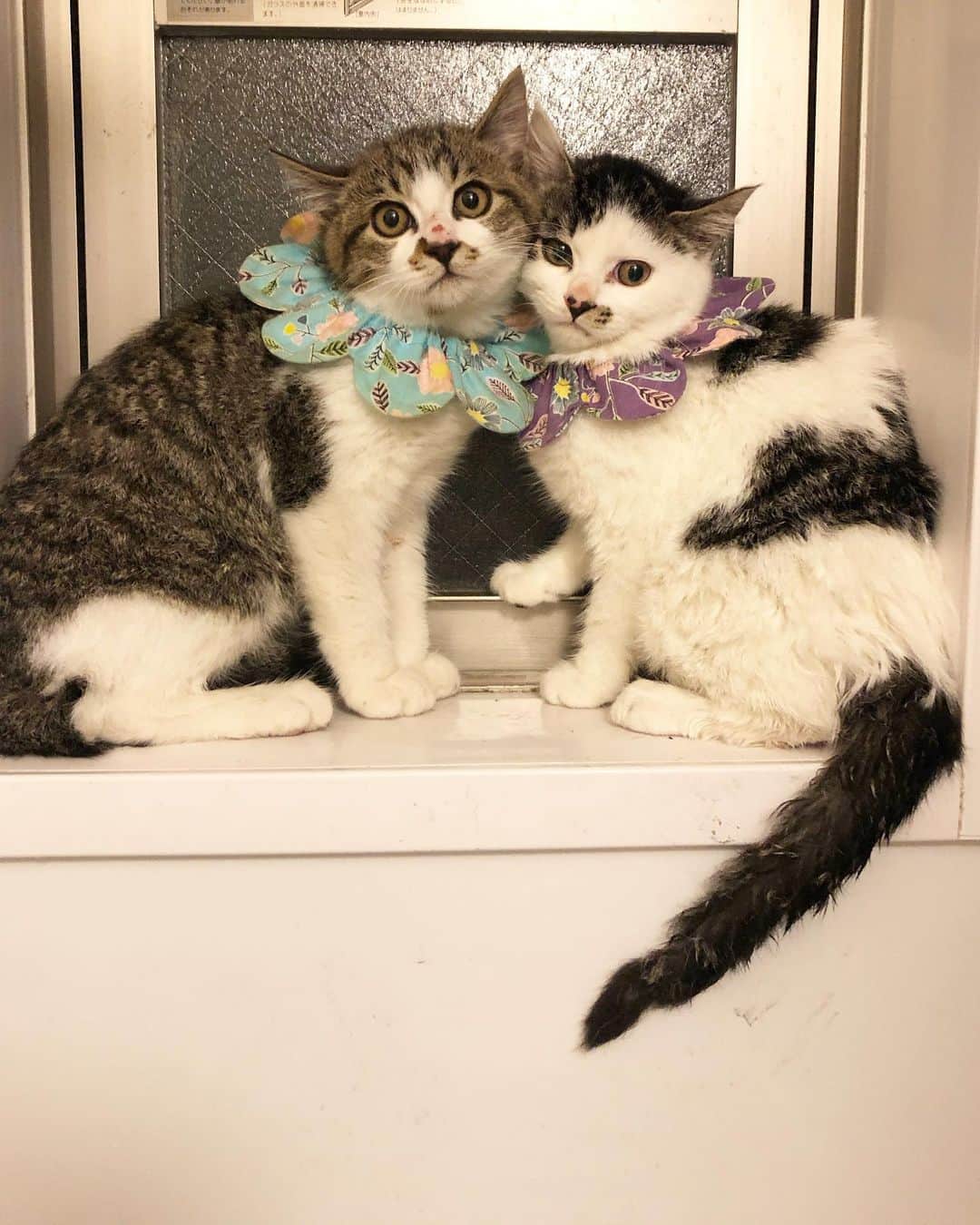 maimocotoのインスタグラム：「昨晩、兄妹猫がやって来ました❤︎ 保護してもらって10日経っているけど シャンプーはまだだったので、お風呂に入ってもらいましたよ🛀🧼 ふわふわになったけど、怒っています笑 でも、手は出ないし、シャーだけなのであっという間に慣れてくれそうです。おトイレ完璧✨血液検査陰性。明日、ワクチンして来ます💉 推定8月17日生まれ。ちょうど3ヶ月のちびっこです✨できたら、兄妹で里親さんを見つけてあげたいなと思っています🙇‍♀️ よろしくお願いしまーす。 誠に勝手ながら、89,90猫目ということで、右の白多めの女の子をつばき（89）ちゃん。左のお鼻周りの模様がたまらない男の子をくら丸（90）くんと名付けました🐱 なかなか捕まえられなかったみたいですが、ボラさんに協力をお願いして執念で保護してくれました。　@new1_hitomi_t  さん、ありがとうございます。 ＊ ＊ #つばきとくら丸 #くら丸のお鼻はちょっとすりむいちゃったみたい #つばきのお鼻のはちゅーるだよ #まんまるフェイスのつばき #魅惑のお鼻まわりのくら丸」