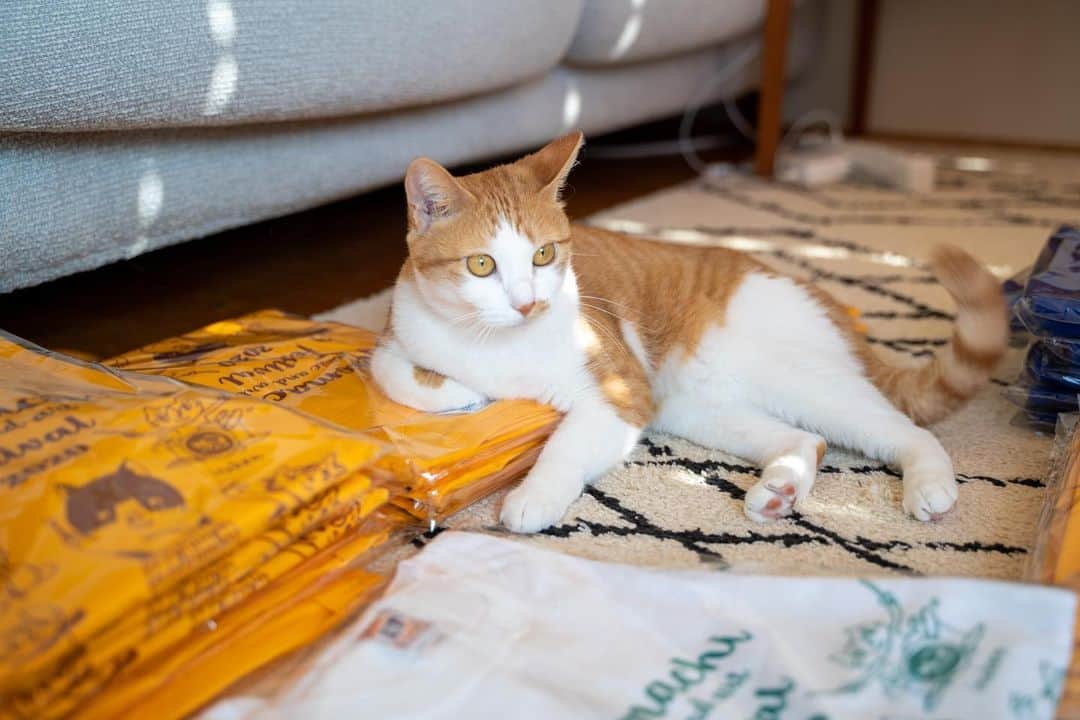 近藤研二さんのインスタグラム写真 - (近藤研二Instagram)「猫町フェスTの発送準備をチーム猫町で。到着まで今しばらくお待ち下さい。  #猫町フェス」11月18日 18時03分 - kenjikond0
