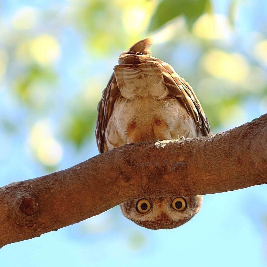 Canon Photographyさんのインスタグラム写真 - (Canon PhotographyInstagram)「Peekaboo 🦉  Photography // @laukikbajpai Curated by @steffeneisenacher  #owl #owlsofinstagram #peekaboo #wildlifephotography #india #wildlife」11月18日 18時03分 - cpcollectives