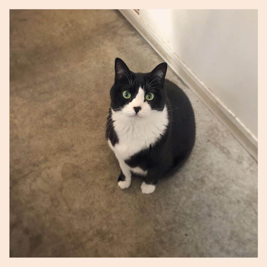 パンといっぴきのインスタグラム：「#元保護猫 #ハチワレ #白黒猫 #blackandwhitecat #tuxedocat」