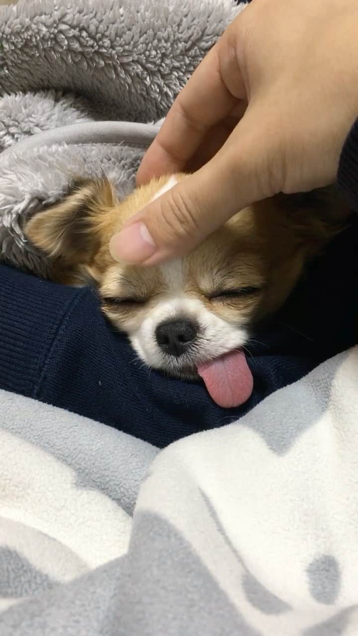 ちまのインスタグラム