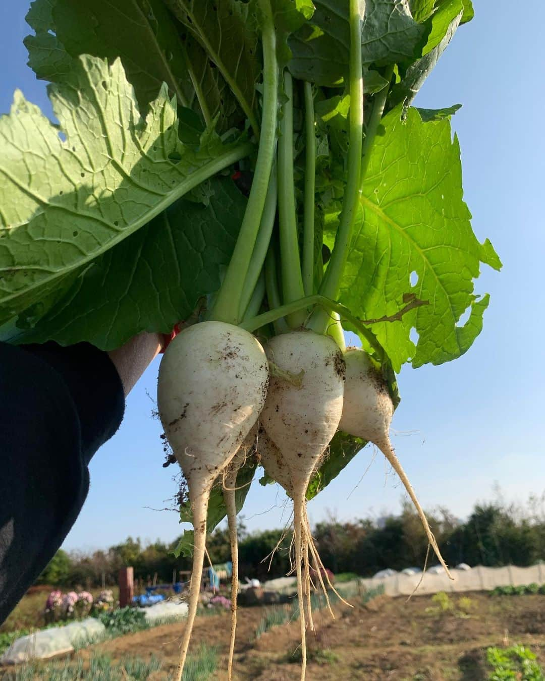 三浦理志さんのインスタグラム写真 - (三浦理志Instagram)「春に植えた里芋が立派に育ちました！ パクチー、カブ、小松菜も絶好！ これから冬野菜たちが楽しみですね〜❣️ 〜〜〜〜〜〜〜〜〜SURF&NORF〜〜〜〜〜〜〜〜 #surfandnorf  #farm #farmer #radish  #phakchi #vegetables #畑 #農夫 #野菜 #自家製野菜 #里芋 #パクチー #カブ #小松菜 #小粒 #自産自消」11月18日 18時11分 - mar4m