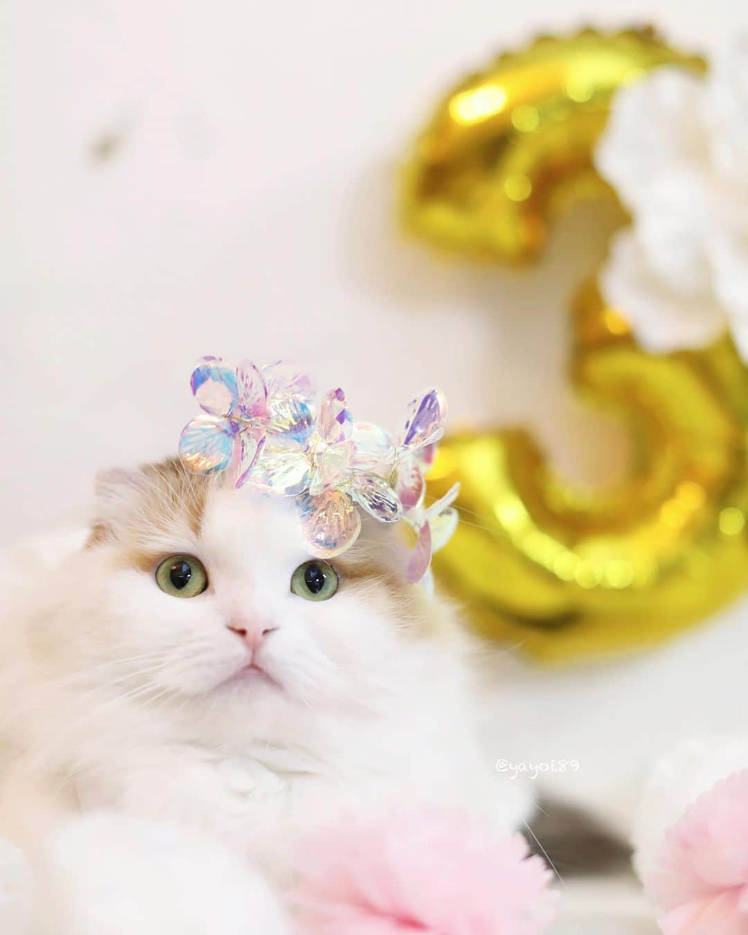 のインスタグラム：「I turned 3 today! 🎉🎂  Happy birthday Ikurachan ✨  我が家の妖精さんが3歳になりました〜！🧚‍♀️  来た頃はすごいお転婆さんだったけど、今ではすっかり大人しいレディになりました👸  毎日楽しそうでとにかく可愛くて 24時間女子でチマチマ遊んでて いるだけで癒やしてくれる有難い存在です また1年、健康でね💖  #happybirthday #weeklyfluff #cat #scottishfold #adorable #cute #princess #angel #meowed #catlover #catphoto #lovely #pleasantcats #ペコねこ部　#またたび猫ハウス」