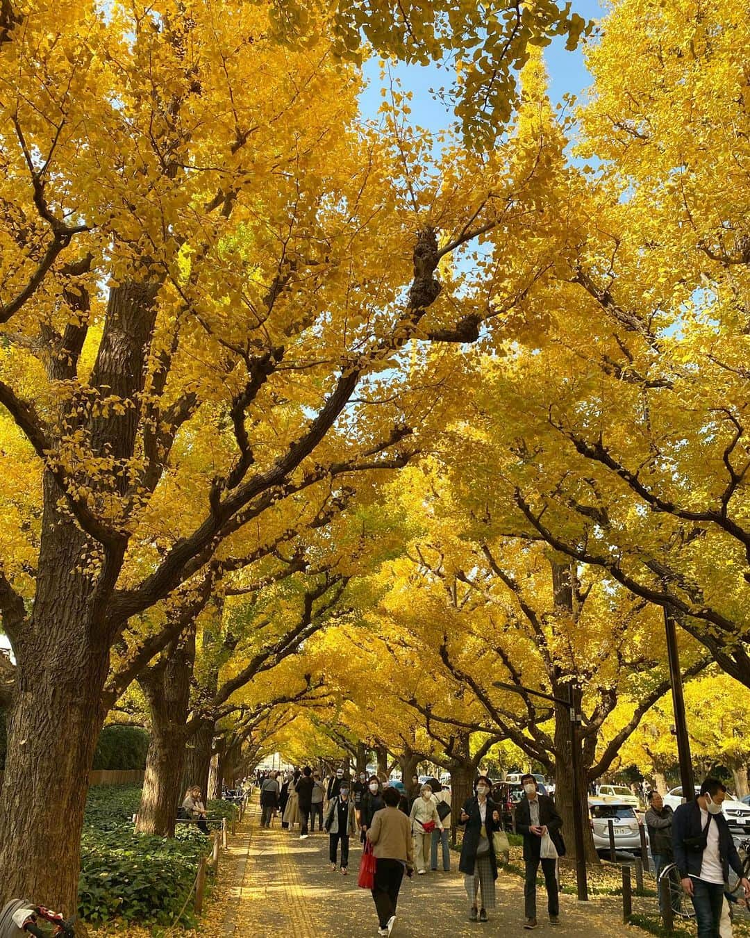 Isakoさんのインスタグラム写真 - (IsakoInstagram)「銀杏並木🍁 外苑前の銀杏並木を見に行って来ました💕 今年も行けて嬉しい🥰 とーっても綺麗でした🍁🍁 　  そんな今日は落ち葉に合わせてブラウンのアウターを👗💫 ボアと大きめのシルエットが可愛くてお気に入り💕 @acym_official のものです😊 　 ブーツは @grl_official 💖今日初下ろししました👠 　 　 写真を撮っていてヘアスタイル、お団子にした方が可愛いかも？🥺となり、お姉ちゃんにお団子にしてもらいました💇‍♀️笑 　 　 5枚目お姉ちゃんに撮られていた私の後ろ姿です🤣 　 　 　 #銀杏#銀杏並木#紅葉#紅葉デート#紅葉狩り#外苑前いちょう並木#いちょう並木#いちょうの木#ボアブルゾン#ボアコート#ボアジャケット#ボア#acym#grl#グレイル#カジュアルコーデ」11月18日 18時25分 - ichaaako