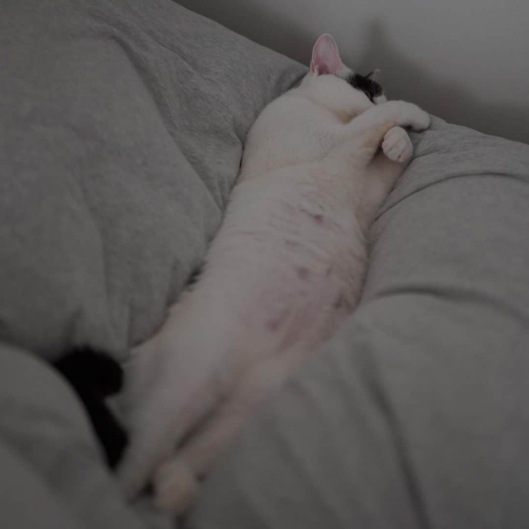 KAZUYAさんのインスタグラム写真 - (KAZUYAInstagram)「今日のにゃんこ71。 長いですね〜。 #猫 #猫のいる暮らし #cat」11月18日 18時35分 - kazuya.hkd