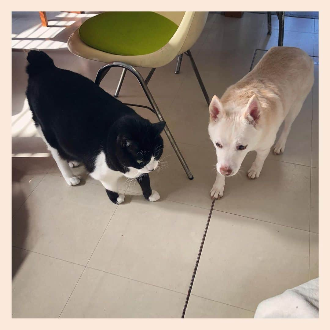 パンといっぴきさんのインスタグラム写真 - (パンといっぴきInstagram)「#元保護犬 #雑種犬 #犬と猫 #元保護猫 #白黒猫 #ハチワレ #blackandwhitecat #crossbreed #tuxedocat #mixdog #catanddog #キップル14歳」11月18日 18時35分 - kwhr725