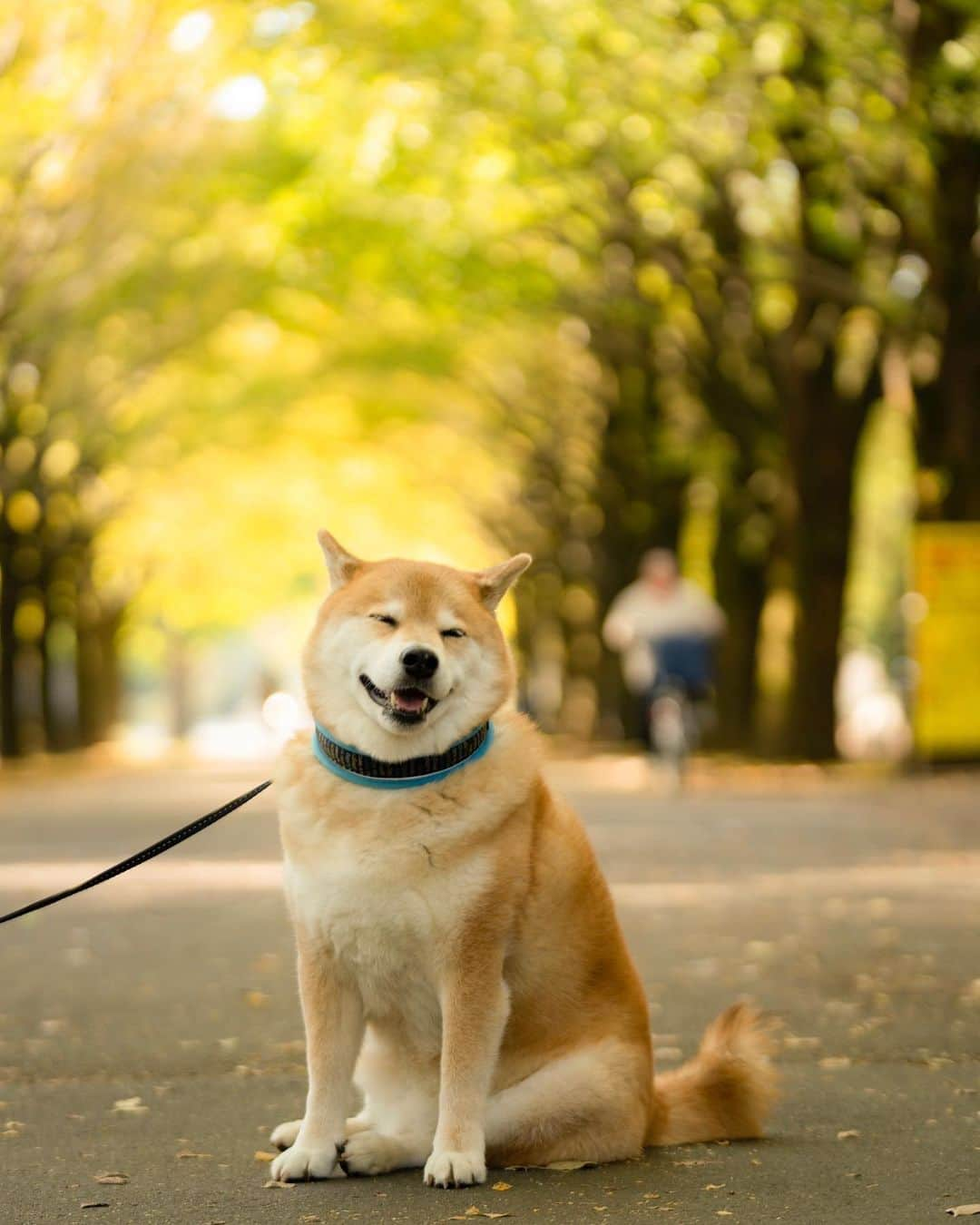 まる（まるたろう）さんのインスタグラム写真 - (まる（まるたろう）Instagram)「Winter is just around the corner.✨🐶🍂✨今日はあったかいけど、もうすぐ12月なんだよね〜 #冬が始まるよ #ほらまた僕の側で  #毛皮族の季節だね #バッチこいや」11月18日 18時30分 - marutaro