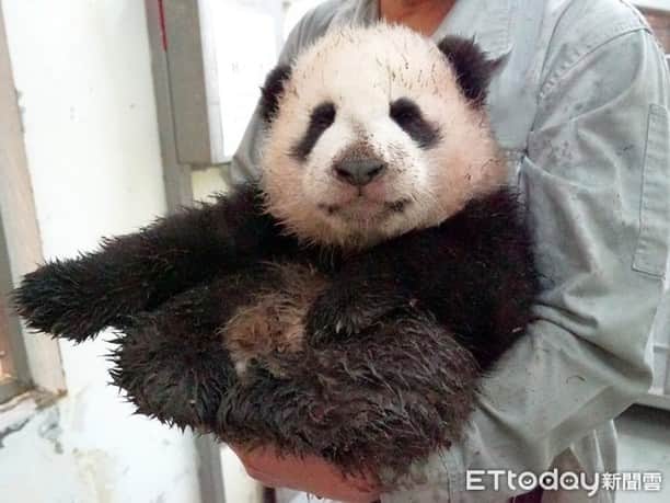 iPandaさんのインスタグラム写真 - (iPandaInstagram)「Yuan Bao, the baby panda born at the Taipei Zoo this year, has become more and more playful recently. She sneaked out of the room on one rainy day and played in the muddy puddles for a long time. After being cleaned up by nanny, she was tired out and slept soundly in the tree without noticing her mom, Yuan Yuan, passing by. (Photo credit: Taipei Zoo; special thank to ETtoday) 🐼 🐼 🐼 #Panda #iPanda #Cute  #PandaNews #CCRCGP #FriendshipMessenger #PandaPic #HowGiantPandasGrowUp #全世界最幸福的人」11月18日 18時32分 - ipandachannel