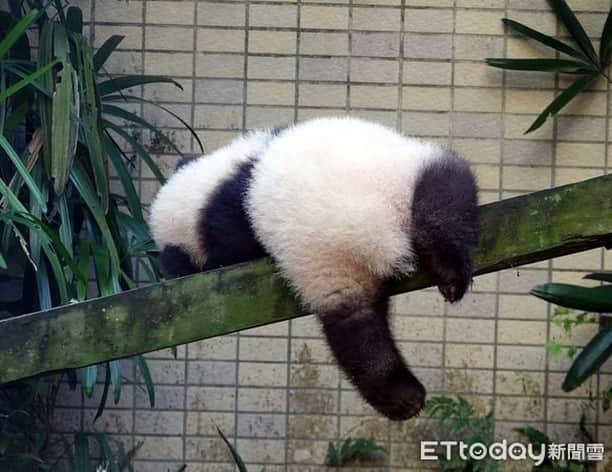 iPandaさんのインスタグラム写真 - (iPandaInstagram)「Yuan Bao, the baby panda born at the Taipei Zoo this year, has become more and more playful recently. She sneaked out of the room on one rainy day and played in the muddy puddles for a long time. After being cleaned up by nanny, she was tired out and slept soundly in the tree without noticing her mom, Yuan Yuan, passing by. (Photo credit: Taipei Zoo; special thank to ETtoday) 🐼 🐼 🐼 #Panda #iPanda #Cute  #PandaNews #CCRCGP #FriendshipMessenger #PandaPic #HowGiantPandasGrowUp #全世界最幸福的人」11月18日 18時32分 - ipandachannel