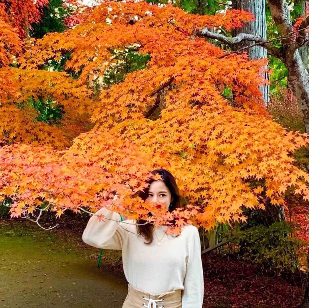 吉岡結紀のインスタグラム：「✐☡ ・ 𝐚𝐮𝐭𝐮𝐦𝐧 𝐥𝐞𝐚𝐯𝐞𝐬🍂🧡 ・ #autumn #autumnleaves #jpn」