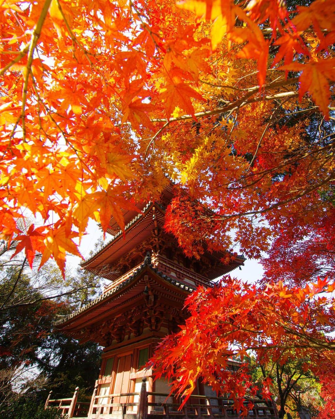 Takefumi Tezkaのインスタグラム：「✴︎🍁🍁🍁 ✴︎ ✴︎ ✴︎兵庫県 ✴︎  #秋#紅葉#日本#japan_daytime_view#秋色#銀杏#兵庫県#hubsplanet#lovers_nippon#IG_PHOS#photo_shorttrip #pentax#東京カメラ部 #tokyocameraclub #bestplacestogo #living_destinations #art_of_japan_ #beautifuldestinations #super_japan_channel #awesome_photographers #team_jp_ #hubs_united #wonderful_places #discover_earth #impressive_gallery #earthfocus #lovers_amazing_group @instagram #thisweekoninstagram #hellofrom @japan @japantravelphto @giapponizzati @japandailies @japan_related @japanko_official @japanoninsta @the.japanese.culture @nationaldestinations @rakutentravel @japanfeatured @tankensurujapan @japao_online @itsyourjapan @best_japan_photos @wafoo_japan」