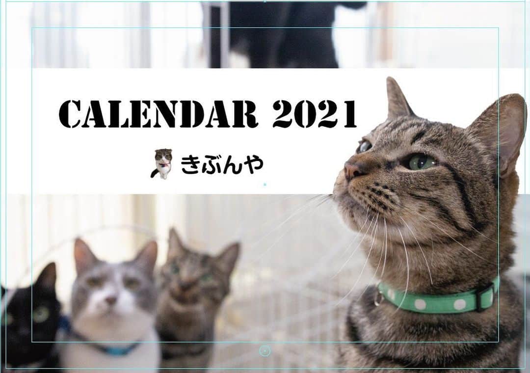 猫カフェきぶん屋さんのインスタグラム写真 - (猫カフェきぶん屋Instagram)「今年のカレンダーの表紙です😊 目標1000部販売！ 来年の医療費確保するぞと鼻息荒くして意気込んでます✨  もうすぐ完成してネットショップに掲載しますのでぜひ皆様よろしくお願いします😸」11月18日 18時59分 - nekocafekibunya