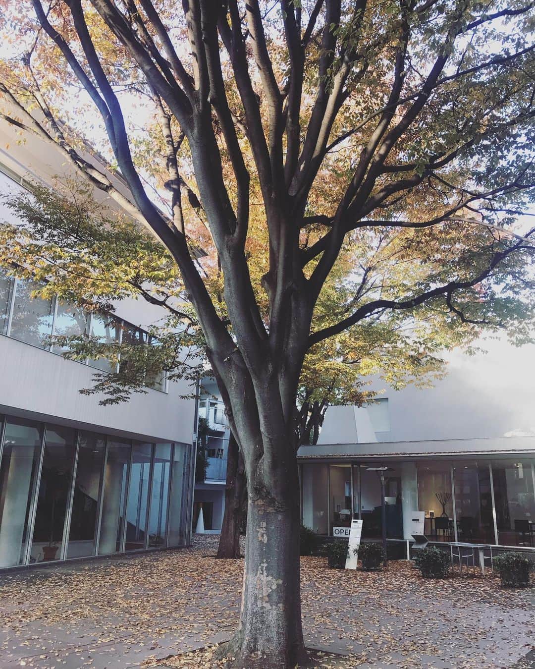 諏訪彩花のインスタグラム：「お気に入りの場所🍁#代官山#蔦屋書店」