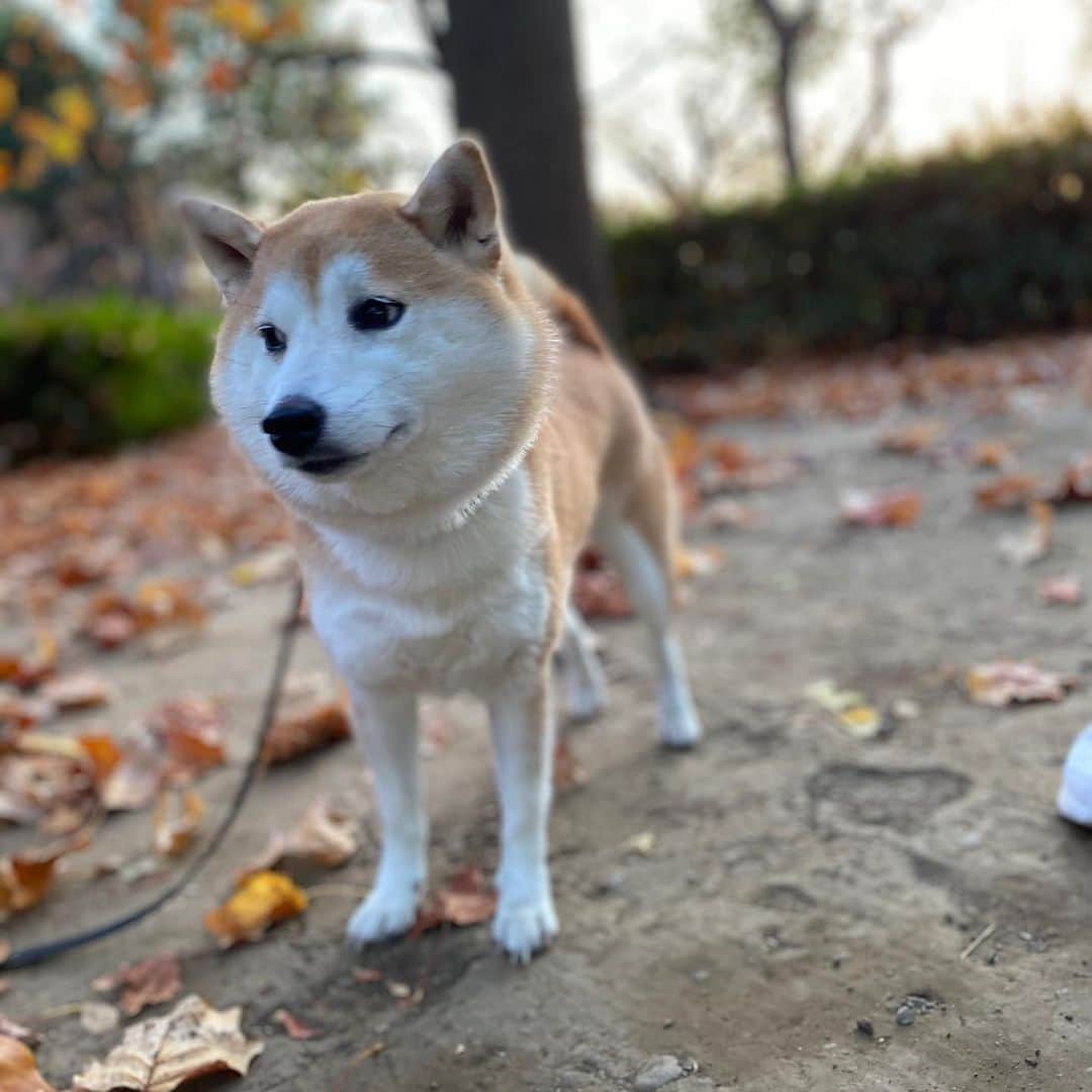 関谷亜矢子のインスタグラム：「物想う秋😁  #しばすたぐらむ  #しばいぬだいすき  #柴犬 #柴犬のいる暮らし  #柴犬好きな人と繋がりたい  #ツンデレ　りあ」