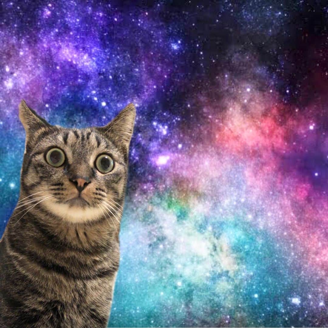 ♡caro꒰⌯͒•·̫•⌯͒꒱ ♡さんのインスタグラム写真 - (♡caro꒰⌯͒•·̫•⌯͒꒱ ♡Instagram)「前から思ってたけど、ルチ坊って宇宙猫みたいな顔をしょっちゅうする(可愛い) ・ ・ #真理とは…？みたいな顔 #知らない方はググってみてね #宇宙猫 #Spacecat」11月18日 19時20分 - caro0430orac